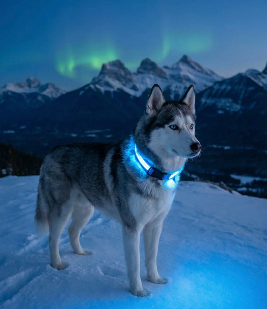 GlowGuard LED Safety Dog Collar